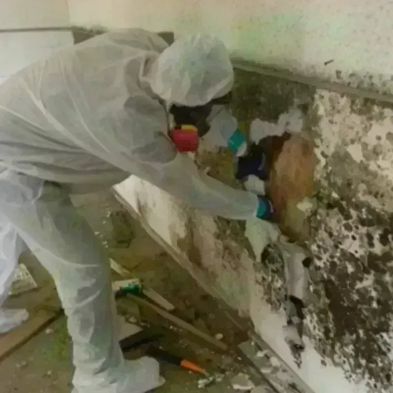 Mold Remediation and Removal in Gnadenhutten, OH